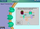 Video: Signal Transduction | Recurso educativo 39943