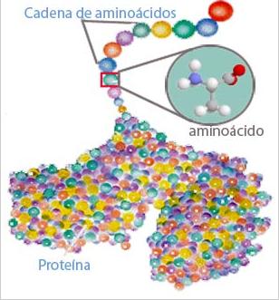 20 unidades para hacer proteinas | Recurso educativo 44785