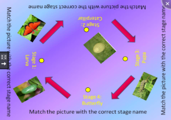 Butterfly life cycle | Recurso educativo 46105