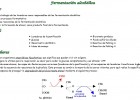 La fermentació alcohòlica | Recurso educativo 47287