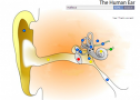 Quiz: The human ear | Recurso educativo 59871