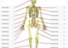 Test de el sistema óseo | Recurso educativo 28525