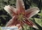 Plants - Plant Reproduction: Methods of Pollination | Recurso educativo 92012