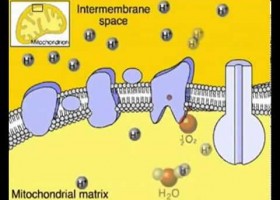 VIDEO METABOLISMO CELULAR NM1BIO1 3 | Recurso educativo 94643