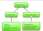 Mapa conceptual sobre les funcions vitals dels éssers vius | Recurso educativo 496182