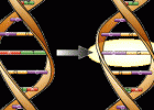 adn-dna: 376- Ciències per al món contemporani: la revolució genètica: | Recurso educativo 613421