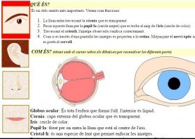 Els òrgans dels sentits | Recurso educativo 726171