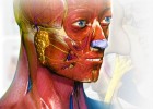 Aprendre anatomia | Recurso educativo 733627