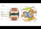 Anatomia Tipos de articulaciones | Recurso educativo 760340