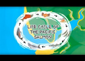 Life Cycle of the Pacific Salmon | Recurso educativo 728516